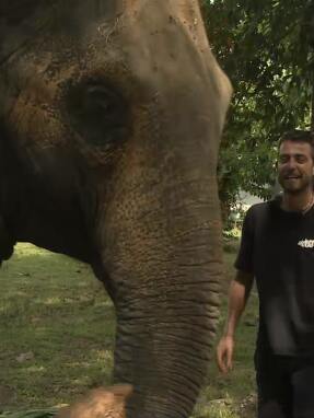 asia_express_e19_fipster_elefantas