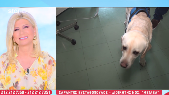 stargr_zina_antikarkiniko_metaxa_skylos_transfer