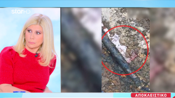 stargr_zina_fotografika_ntokoumenta_violanta_transfer