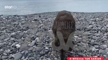 stargr_zina_xatsiko_krhth_transfer